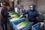 A technical intern trainee from a foreign country prepares to ship Japanese leeks in Hokuto City, Hokkaido Prefecture, 13 October, 2021 (Photo: The Yomiuri Shimbun via Reuters).
