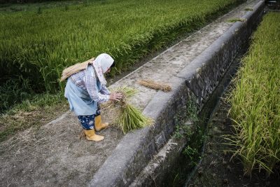 A farmer harvests rice by hand in Ena, Gifu Prefecture, Japan. Rice is a dietary staple of Japan, and domestic rice production is an important component of the country's food self-sufficiency rate, which has fallen in recent years. Natural disasters and the coronavirus pandemic have renewed calls for increased food security, 30 August 2020. (Photo by Ben Weller/AFLO)