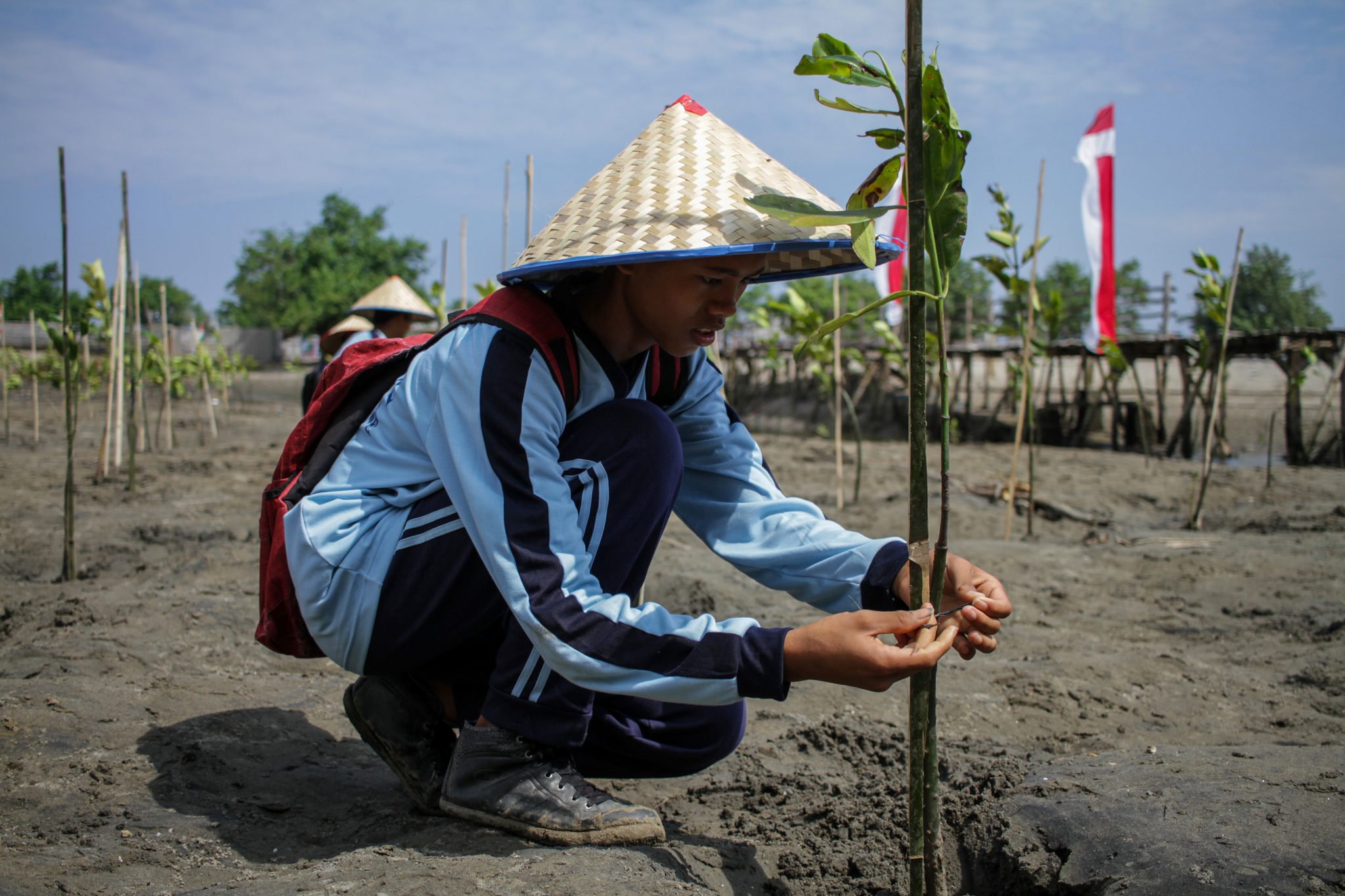 Indonesia reaching for green shoots