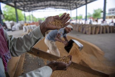 A worker handles a sample of wheat kernels at the Narela Grain Market, New Delhi.  India's wheat export policy was changed on May 13, 2022 with a notification from India's Directorate General of Foreign Trade, New Delhi, India, May 23, 2022 (Photo: Pradeep Gaur/SOPA Images/Sipa USA via Reuters).
