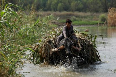 مردی سوار بر گاری گاومیش، علوفه سبز را پس از باران فصل باران های موسمی و سیل در 6 سپتامبر 2022 در نوشهره، پاکستان، از میان آب های سیلاب حمل می کند.  (عکس: رویترز/فیاض عزیز)
