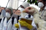 Indonesian health officials visit a residential area to search for backyard chickens in Jakarta, 24 February 2006 (Photo: Reuters/Crack Palinggi).