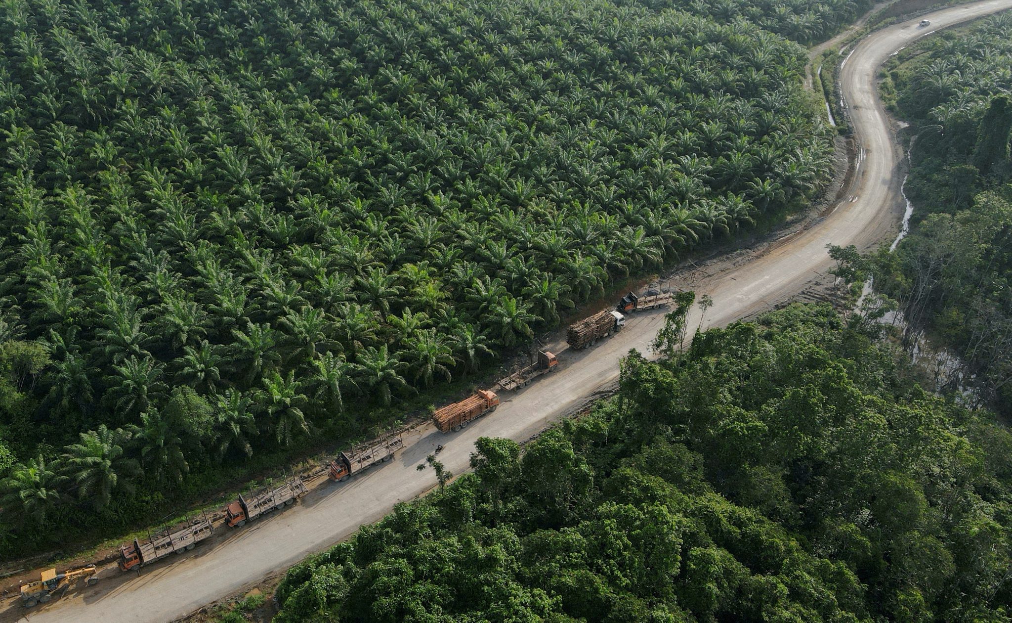 Индонезия крупнейший производитель. Плантации пальмового масла. Эквадор пальмовые плантации. Deforestation. Площадь Индонезии 2023 год.